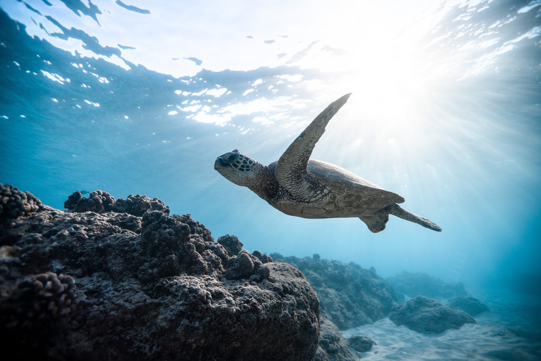 photo of sea turtle