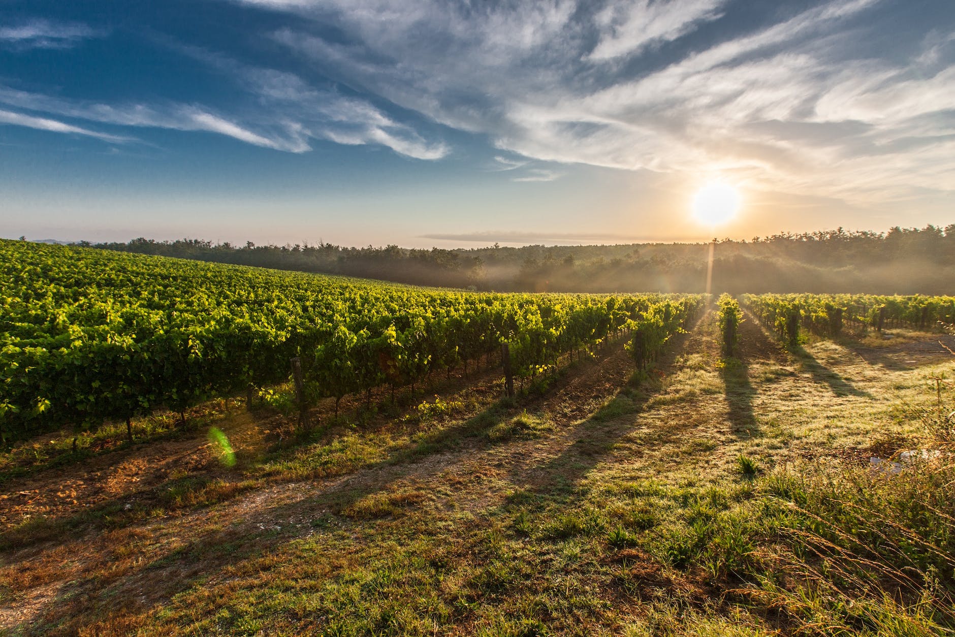 Rows on plats on a rural farm. The sun it setting behind a hill and there is a mist in the distance.