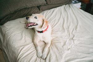 A dog in a hybrid setup lying on a bed with a red collar, suitable for people who work and need proper dog care.