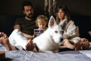 A family relaxes on a bed with a child reading a book and a purebred white dog in the foreground.