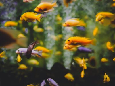 Finding the Right Aquarium Canister Filters